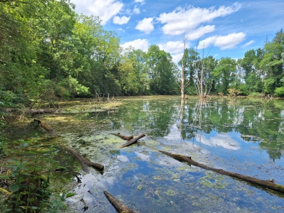 Etang - Plan d'eau
