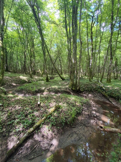 Forêt alluviale