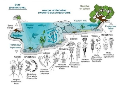 Aménagements hydromorphologiques