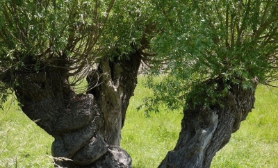 Saule