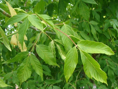 Erable négundo