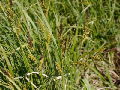 Carex