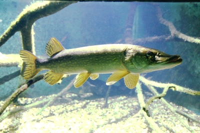 Brochet