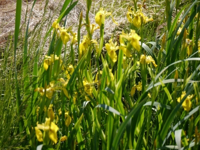 Iris
