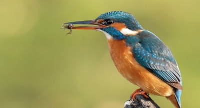 Martin-Pêcheur