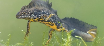 Amphibiens