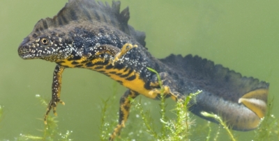 Amphibiens